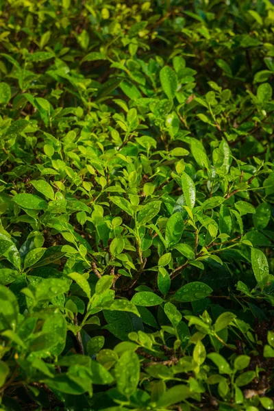 Fondo de textura de hojas verdes diminutas con chapoteo de agua o rocío — Foto de Stock