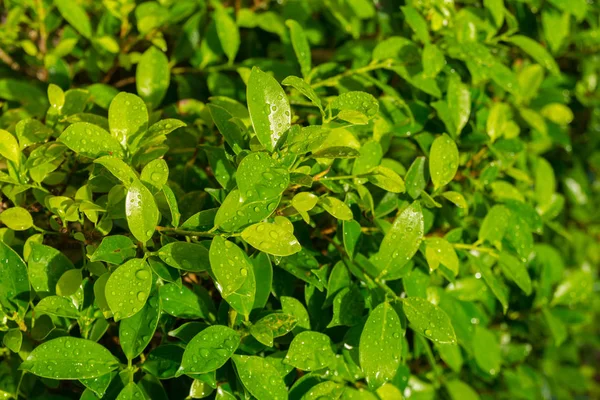 Fondo de textura de hojas verdes diminutas con chapoteo de agua o rocío — Foto de Stock