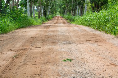 Tranquil Doğa Seyahat olarak Yeşil Ağaç ile Kırsal Kir Toprak Ülke Road