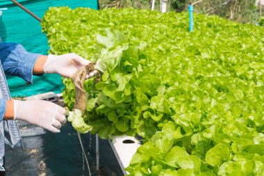 Suda organik tarım çiftlik sistemi hasat