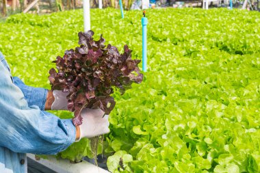 Suda organik tarım çiftlik sistemi hasat, çiftçi sebze, yeşil ve kırmızı Salata marul, Modern tarım tarım içinde hasat olarak onun elinde plastik borudan tutan el.
