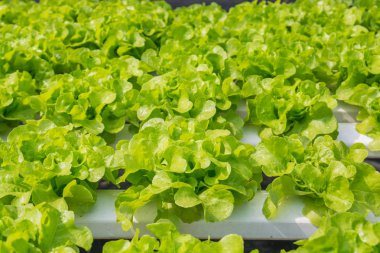 H plastik boru taze yeşil salata marul sebze büyüyen