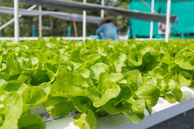 Ham Yeşil Salata marul büyüyen Hydroponics organik tarım çiftlik sisteminde Modern tarımsal sanayi olarak plastik boru içinde tarım.