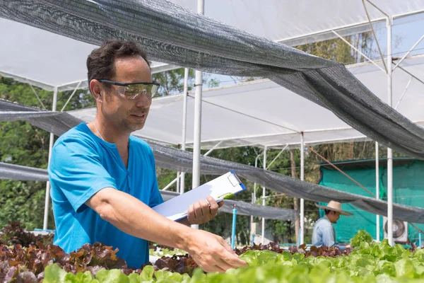 Male scientist Researcher Record Data Statistic of Fresh Green Oak Salad Lettuce Plantation on Chart Board as Hydroponics organic Agriculture Farming System Cultivation.