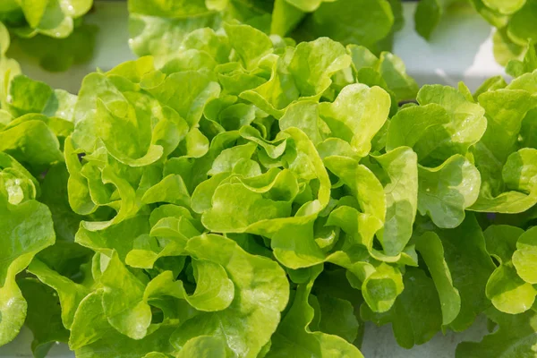 Fresh Green Oak Salad Lettuce Vegetable Growing Plastic Pipe Hydroponic — Stock Photo, Image