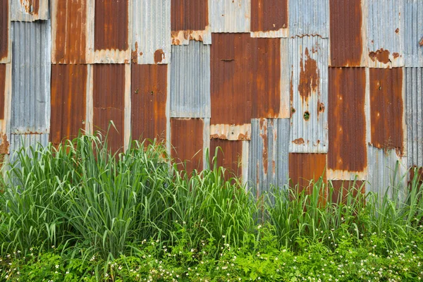 Övergivna Vintage Vägg Metall Rusty Zink Galvaniserat Järn Med Gräs — Stockfoto