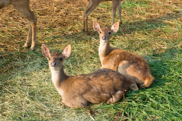 Baby or Kids of Sambar Deer — Stock Photo, Image