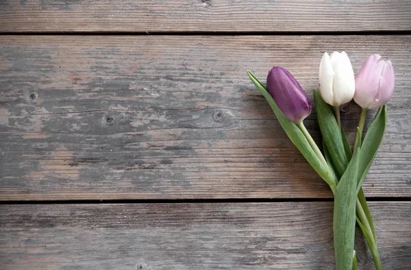 Primavera tulipanes fondo — Foto de Stock