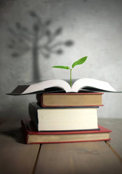 Open book seedling with tree shadow — Stock Photo, Image