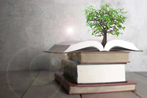 Ανάπτυξη του δέντρου από το βιβλίο — Φωτογραφία Αρχείου
