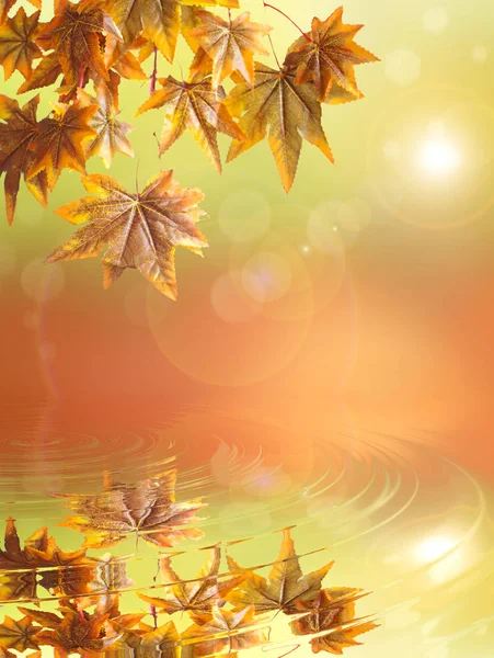 Autumn leaves background — Stock Photo, Image