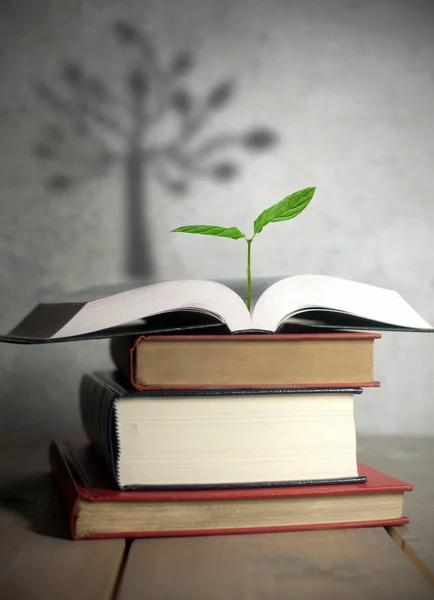 Open book seedling with tree shadow — Stock Photo, Image