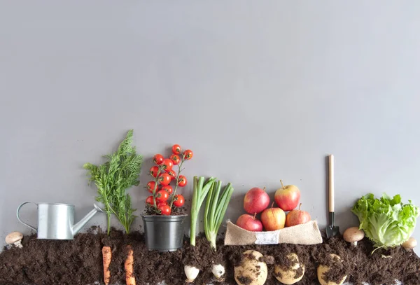 Bio-Obst- und Gemüsegarten — Stockfoto