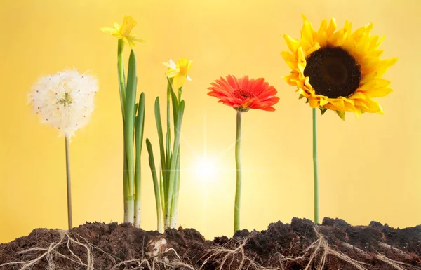 Fleurs Printanières Poussant Dans Terre Avec Des Racines Montrant — Photo