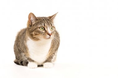 Beyaz bir arka planda Gri kedi