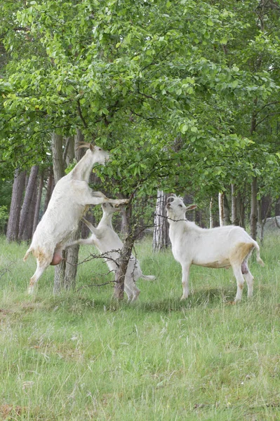 Goats family are eating — Stock Photo, Image