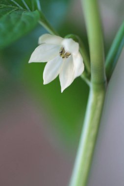 domates beyaz çiçek