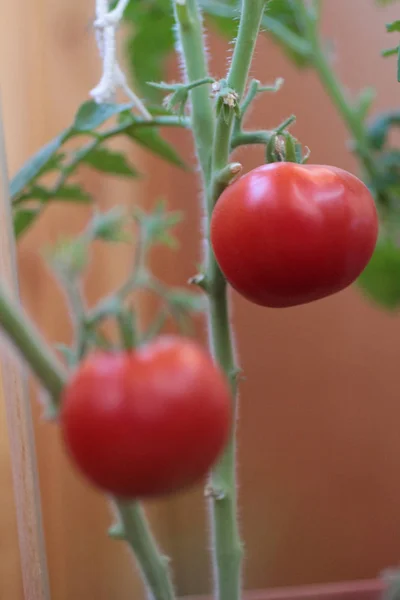 Two red tomatos on green plant — Stock Photo, Image