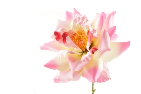 Ροζ τριαντάφυλλο λουλούδι σε λευκό — Φωτογραφία Αρχείου