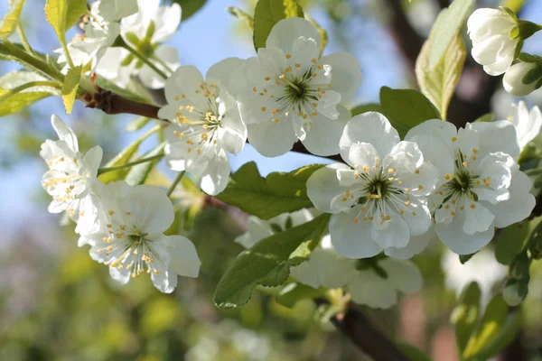 Flores brancas de foto de primavera de cereja — Fotografia de Stock