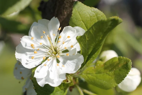 White flowers of apple tree spring — Stock Photo, Image