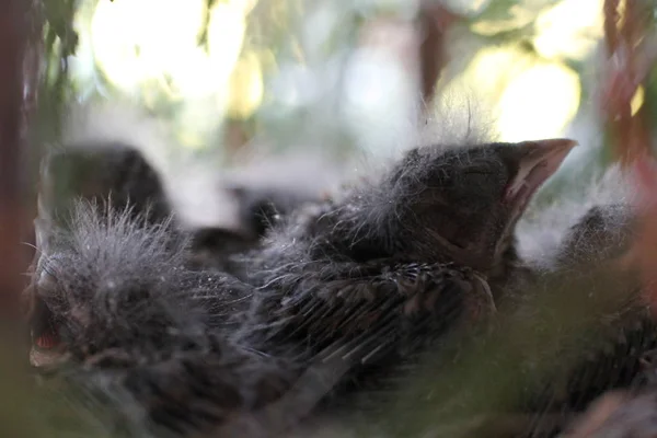 Bebé aves en el nido foto primavera Fotos De Stock Sin Royalties Gratis
