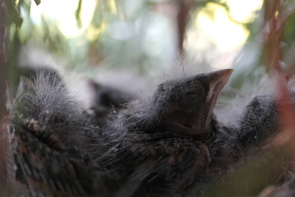 Bebé aves en el nido foto primavera Fotos de stock libres de derechos