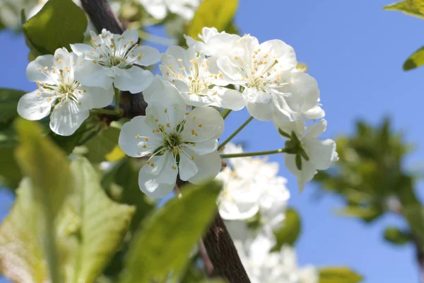 Flores brancas de foto de primavera de cereja Fotos De Bancos De Imagens