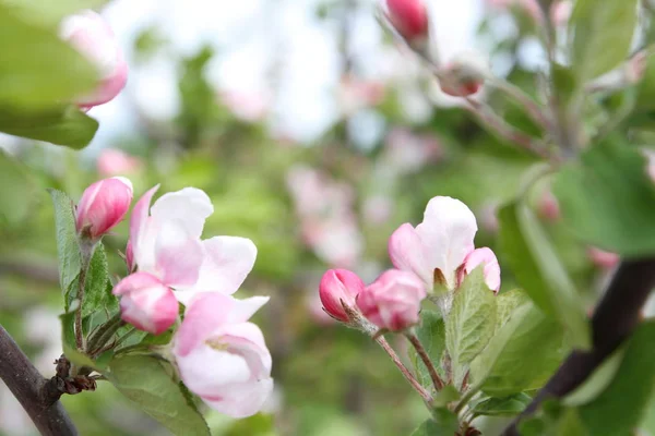 Spring shoot of pink flower of apple tree — Stock Photo, Image