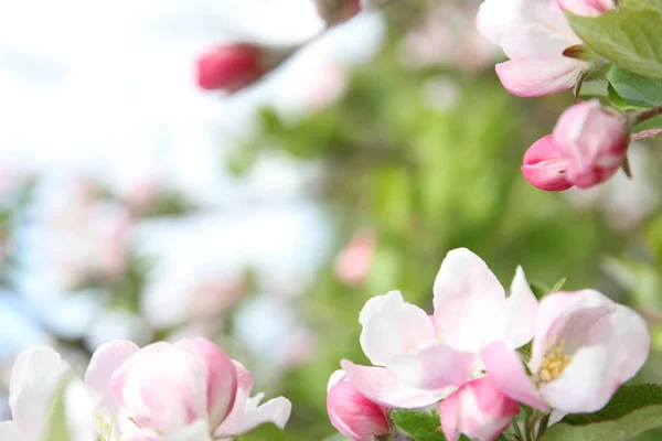 Broto de primavera de flor rosa de árvore de maçã — Fotografia de Stock