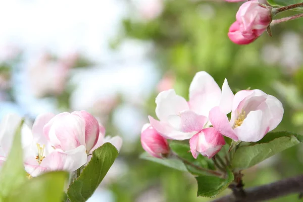 Broto de primavera de flor rosa de árvore de maçã — Fotografia de Stock