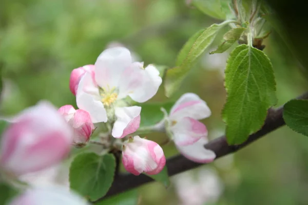 Broto de primavera de flor rosa de árvore de maçã — Fotografia de Stock