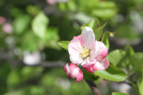 Spring shoot of pink flower of apple tree — Stock Photo, Image