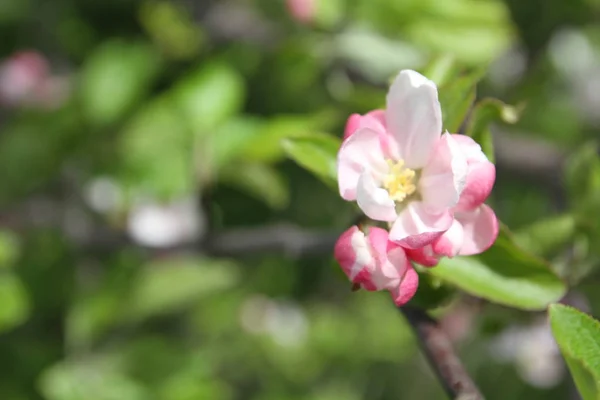Broto de primavera de flor rosa de árvore de maçã — Fotografia de Stock