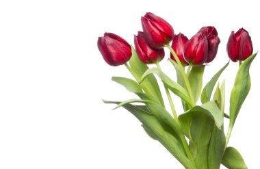 hermosos tulipanes rojos sobre fondo blanco