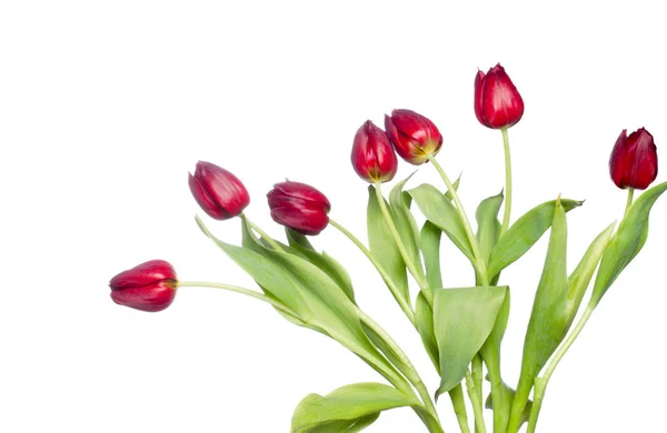 Belles tulipes rouges sur fond blanc — Photo