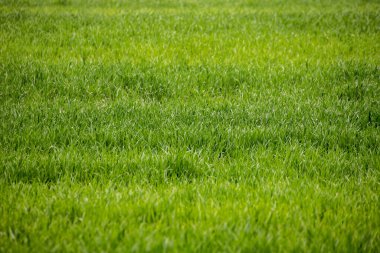 Çimenli bahar tarlası