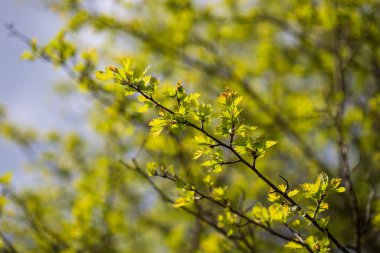 Güneşli bir günde bahar ağacı