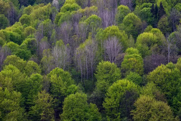 Voorjaarsbos Heuvel Boom — Stockfoto