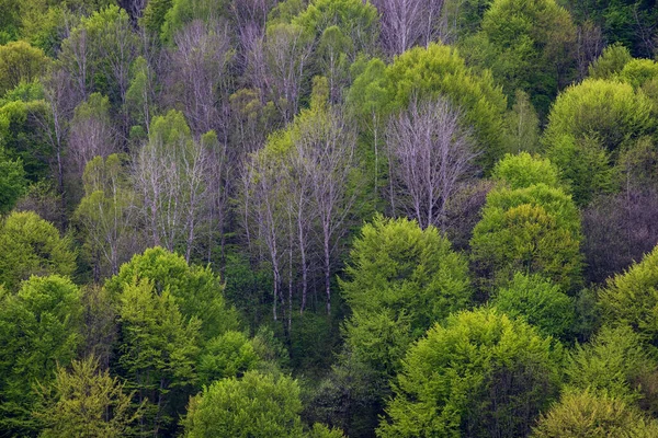 Весняний Лісовий Схил Дерево — стокове фото