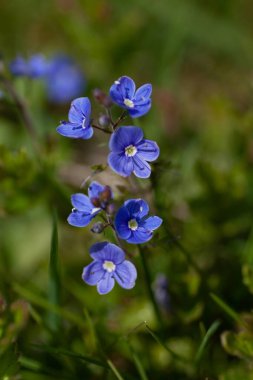 Mavi küçük orman çiçekleri
