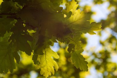 Güneş ışığı meşe yapraklarının arasında parlıyor.