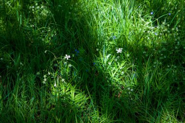 Işık huzmelerinde kadifemsi yeşil çimenler