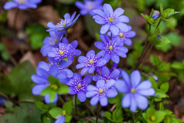 Delicado Bosque Flores Azules Felicia Heterofilia —  Fotos de Stock