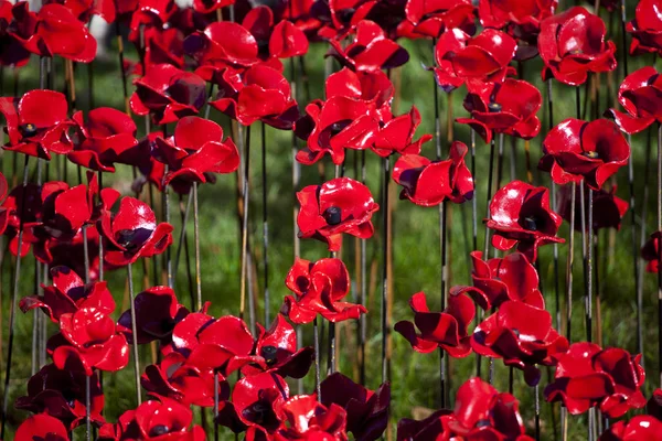 Tour de Londres et Coquelicots — Photo