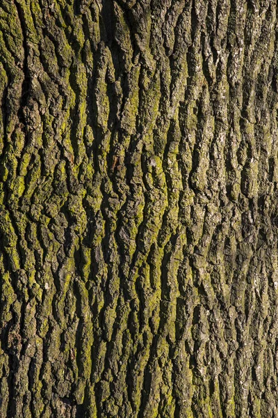 Gros plan sur l'écorce des arbres — Photo