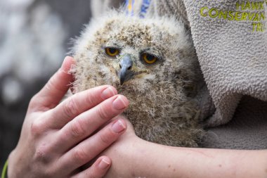 Bebek kartal baykuş
