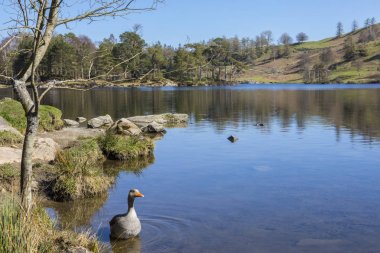 Tarn Hows Lake District