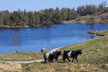 Tarn Hows Lake District, otlatma sığır