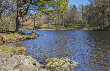 Tarn Hows Lake District